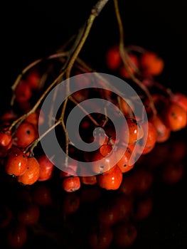 Red rowan on a deep black background, autumn harvest