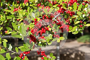 Red rowan on green leaf branch