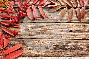 Red rowan leaves on old wooden background