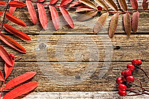 Red rowan leaves on old wooden background