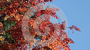 Red rowan leaves on the wind