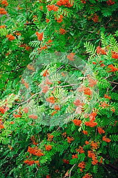 Red rowan tree with fruits. Beautiful natural background. Vertical photo