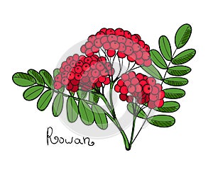Red Rowan Tree. Isolated twig of rowanberry or ashberry. Leaves and cluster of Sorbus berry. Brunch of sorb photo