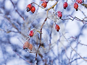 Red rowan in winter. Nature fruits frozen