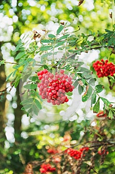 Red rowanberries in the forest