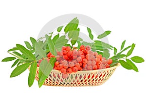Red rowanberries in plastic basket
