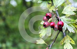 Red rowanberries on the tree in the autumn