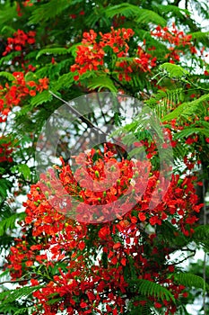 Red Royal Poinciana tree photo