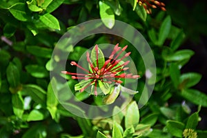 Red Rubiaceae flower.