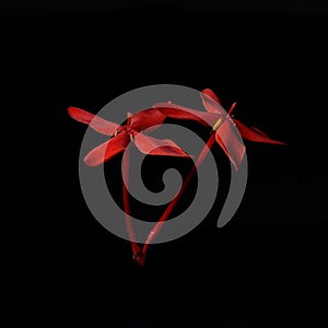 Red Rubiaceae flower isolate on black background