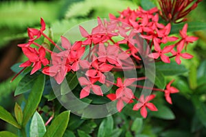 Red Rubiaceae in the garden