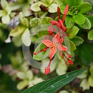 Red Rubiaceae,Ixora flower and leaves