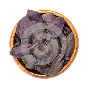 Red rubin basil basil, fresh leaves in a wooden bowl