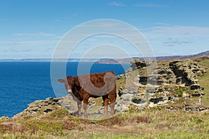 Red Ruby Devon cow cattle pedigree UK herd