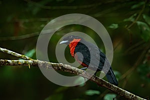 Red-ruffed Fruitcrow, Pyroderus scutatus, exotic rare tropic bird in the nature habitat, dark green forest, Otun, Colombia.