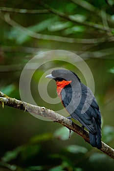 Red-ruffed Fruitcrow, Pyroderus scutatus, exotic rare tropic bird in the nature habite, dark green forest, Otun, Colombia