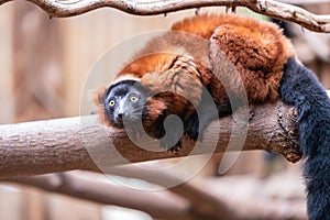 Red ruffed lemur