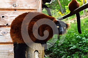 Red ruffed lemur