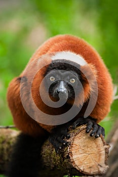 Red ruffed lemur