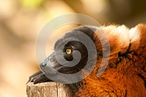 Red ruffed lemur