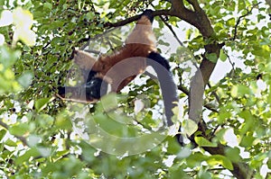 Red ruffed lemur