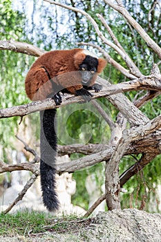 Red Ruffed Lemur