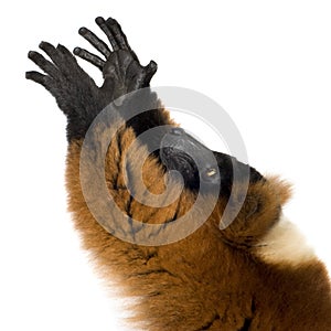 Red Ruffed Lemur photo