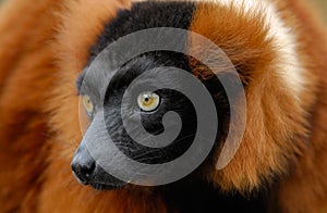 Red ruffed lemur