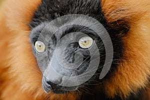 Red ruffed lemur