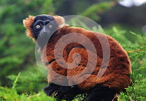 Red Ruffed Lemur