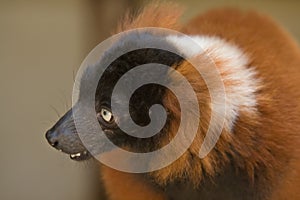 Red Ruffed Lemur