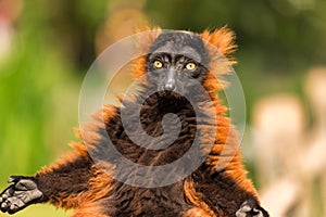 A red ruffed lemur in the Artis Zoo