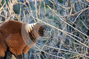 Vari na zoologická záhrada holandsko 301 22 019 