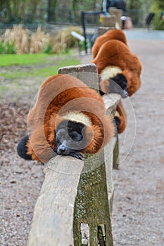 Red Ruffed Lemur At Artis Zoo Amsterdam The Netherlands 2018