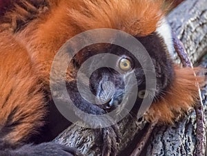 Red ruffed lemur closeup