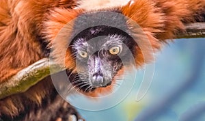 Red ruffed lemur closeup