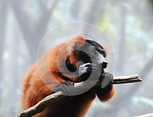 Red Ruffed Lemur Eating on a Tree Branch