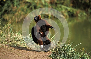 Red Ruffed Lemur, lemur variegatus rubra, Adult Hopping across open Ground, Standing on Hind Legs