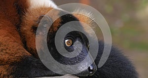 Red Ruffed Lemur, lemur variegatus rubra, Adult laying dow