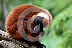 Red ruffed lemur.