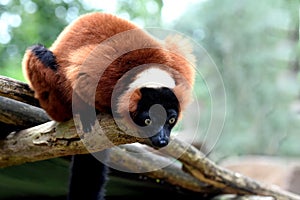 Red ruffed lemur.