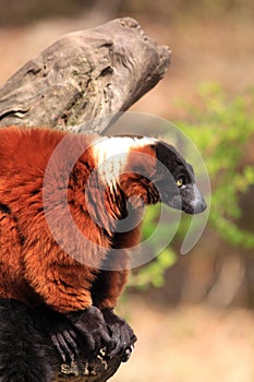 Red ruffed lemur monkey