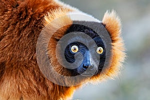 Red Ruffed Lemur monkey. Mammal and mammals. Land world and fauna. Wildlife and zoology