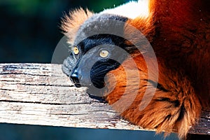 Red Ruffed Lemur monkey. Mammal and mammals. Land world and fauna. Wildlife and zoology