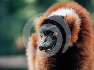 Red Ruffed Lemur portrait at zoo