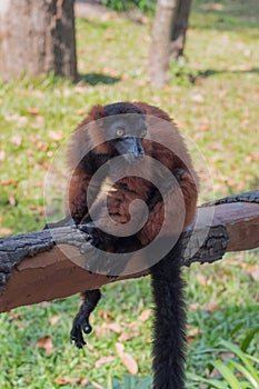 A red Ruffed lemur sits on a crossbar in a park