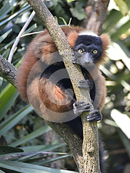 Red ruffed lemur sitting on branch