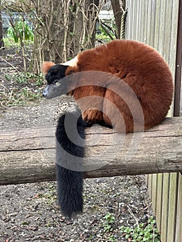 Red Ruffed Lemur sitting in the zoo