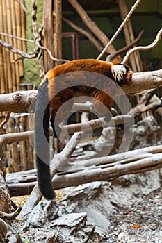 Red Ruffed Lemur sleeping on wooden beam