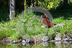 Red Ruffed Lemur in Sunshine